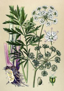 Botanisk bräda, venenös (giftig) och medicinalväxt: Vattenhemlock (Cicuta virosa). av Unbekannter Künstler
