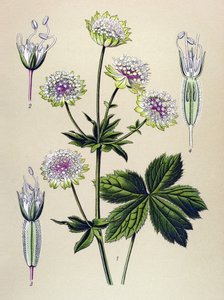 Botanisk tavla, venenös (giftig) och medicinalväxt: stor astrant (Astrantia major)