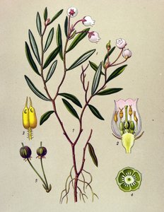 Botanisk tavla, giftig växt (giftig): Andromeda har poloniumblad (Andromeda polifolia) av Unbekannter Künstler