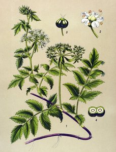 Botanisk tavla, venenös växt (giftig): Berle (Berula angustifolia) av Unbekannter Künstler