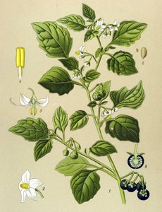 Botanisk tavla, venenös växt (giftig): Svart nattskugga (Solanum nigrum) av Unbekannter Künstler