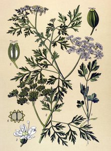 Botanisk tavla, venenös växt (giftig): Hundpersilja eller falsk persilja (Aethusa cynapium) av Unbekannter Künstler