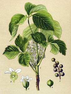 Botanisk tavla, venenös växt (giftig): klättrande sumak (Rhus toxicodendron) av Unbekannter Künstler