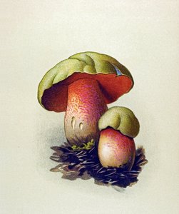Botanisk tavla med giftig svamp (venenös): Wolf bolet (Boletus lupinus) av Unbekannter Künstler