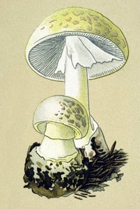 Botanisk tavla med giftig svamp (venös): falloidamanit (Amanita phalloides) av Unbekannter Künstler