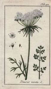 Botaniska: morotsblomma - Blommor och blad från morot, Daucus carota. Handkolorerat kopparstick efter en teckning av B. Thanner från Johannes Zorns "Icons plantarum medicinalium", Tyskland av Unbekannter Künstler