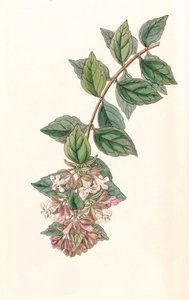 Botanisk illustration/Abelia chinensis/Abelia rupestris/Abelia of China/Abelia Rock av Unbekannt