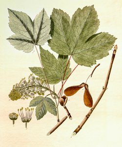 Botanisk illustration/Acer pseudoplatanus/Sycamore Maple av Unbekannt