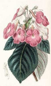 Botanisk illustration/Achimenes grandiflora/Achimene har stora blommor av Unbekannt