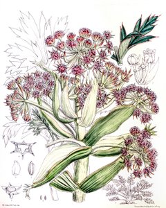 Botanisk illustration/Aciphylla latifolia/Anisotome latifolia/Bred Aciphyll av Unbekannt