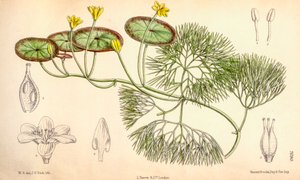 Botanisk illustration/Cabomba aquatica av Unbekannt