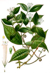 Botanisk illustration/Strychnos toxifera/Curare av Unbekannt