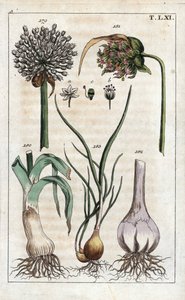 Botanik: purjolök, vitlök, echalote - Purjolök, Allium pollum 179, vitlöksblomma, Allium sativum 181, vitlökslök 182, och schalottenlök, Allium cepa var. aggregatum, ascalonicum av Unbekannter Künstler