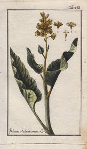 Botanik: Rabarberblad - Rabarberblad, Rheum rhabarbarum. Handkolorerat kopparstick efter en teckning av B. Thanner från Johannes Zorns "Icons plantarum medicinalium", Tyskland av Unbekannter Künstler