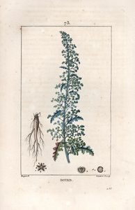 Botris (Chenopodium botrys) - Gravyr av Lambert fils, efter en teckning av Pierre Jean Francois Turpin (1775-1840), från La flore medicale, av Chaumeton, Poiret et Chamberet, Paris 1830 - Jerusalems ekoxe, Dysphania botrys - Gravyr av Lambert Ju av Unbekannter Künstler
