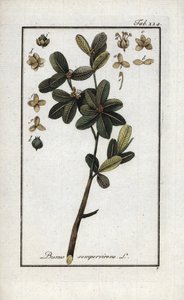 Buxbom eller fortfarande grön buxbom (Buxus sempervirens). Litografi från "Afbeelding der Artseny-Gewassen" av Johannes Zorn (1739-1799), Nederländerna av Unbekannter Künstler