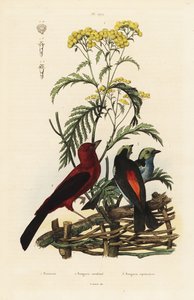 Brasilianska Tanager, Rumpocelus Brasilix och Paradise Tanager, Tanger Chilensis av Unbekannt