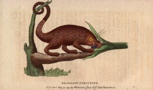 Bresilian epic pork (Coendou prehensilis), semi-arboreal amerikansk epic pork av de tropiska stammarna, vars svans prehensile gör det möjligt för den att klättra i träd. Teckning av Thomas Pennant (1726-1798). Litografi i The Naturalist Pocket Magazine or  av Unbekannter Künstler