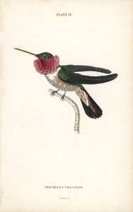 Bredstjärtad kolibri, Selasphorus platycercus (Trikolorerad kolibri, Trochilus tricolor). Handkolorerad stålgravyr av William Lizars från Sir William Jardines Naturalist
