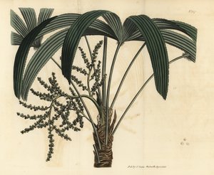 Broadleaf lady palm, Rhapis excelsa (hane av dvärgjord rotting, Rhapis flabelliformis hane av Unbekannt