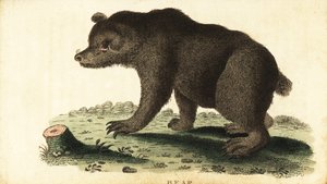 Brunbjörn, Ursus arctos., 1800 (gravyr) av Unbekannter Künstler