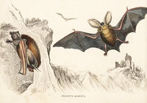 Brun långörad fladdermus eller vanlig långörad fladdermus. Handkolorerat stålstick från Georg Friedrich Treitschkes naturhistoriska galleri, Naturhistorischer Bildersaal des Thierreiches, Liepzig-1842. av Unbekannter Künstler