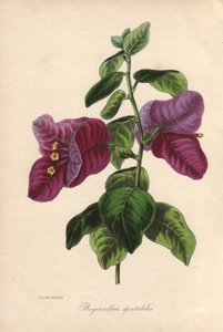 Buginvillaea spectabilis (La bougainvillee eller bougainvillee). Handkolorerad litografi ritad av Samuel Holden för Sir Joseph Paxton i "Magazine of Botany", London, W.S. Orr av Unbekannter Künstler