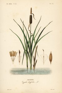 Bulrush eller bredbladig starr, Typha latifolia, Massette av Unbekannt