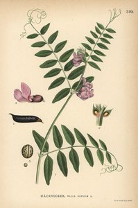 Buskvicker, Vicia sepium av Unbekannter Künstler