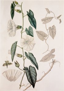 Calystegia sepium/Convolvulus sepium/Häcksäng av Unbekannt