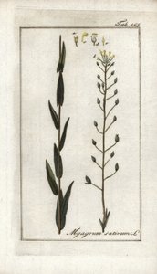 Cameline eller linbasard eller sesam från Tyskland (Camelina sativa). Litografi från "Afbeelding der Artseny-Gewassen" av Johannes Zorn (1739-1799), Nederländerna av Unbekannter Künstler