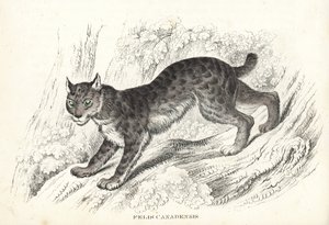 Kanadensiskt lodjur, Lynx canadensis (Felis canadensis). Handkolorerad litografi från Georg Friedrich Treitschkes naturhistoriska galleri, Naturhistorischer Bildersaal des Thierreiches, Liepzig-1842. av Unbekannter Künstler