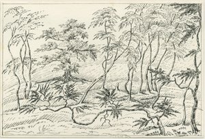 Cannock Chase: penn- och pennteckning, nd [? 1800-talet] av Unbekannt