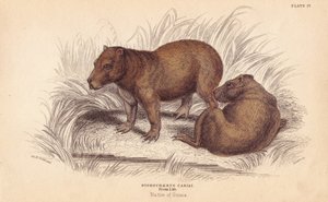 Kapybara, Hydrochoerus hydrochaeris (Hydrochaerus cabiai). Handkolorerat stålstick av Lizars efter en illustration av Charles Hamilton Smith från William Jardine