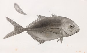 Hoppande Caranx, närbild av Unbekannt