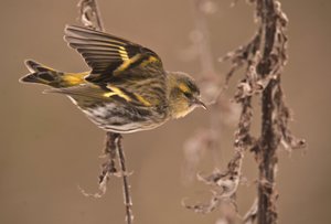 Carduelis spinus/Alder Tarin/Eurasian Siskin av William M. Timlin