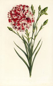 Nejlikhybrid, Louis Napoleon, Dianthus caryophyllus. Handkolorerad litografi från Louis van Houtte och Charles Lemaires Flowers of the Gardens and Hothouses of Europe, Flore des Serres et des Jardins de l