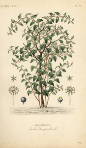 Cat greenbriar eller catbriar, Smilax glauca, Smilax sarsaparilla, Salsepareille, Handkolorerad stålstick av Debray efter en botanisk illustration av Edouard Maubert från Pierre Oscar Reveil, A av Unbekannt