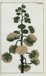 Århundradesväxt, Agave americana. av Unbekannter Künstler