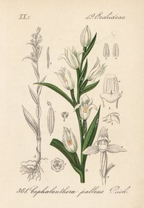 Cephalanthere har epe eller långbladig - Svärdslilja, Cephalanthera longifolia (Cephalanthera pallens). Handkolorerad litografi från Diederich von Schlechtendals tyska flora (Flora von Deutschland), Jena av Unbekannter Künstler