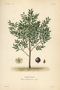 Körsbärslager eller engelsk lagerträd, Prunus laurocerasus, Cerasus laurocerasus, Laurier-cerise av Unbekannt
