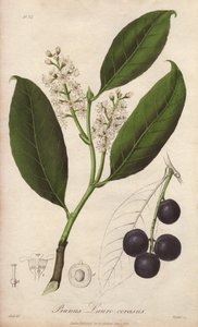 Körsbärslager eller lagermandel eller lagerpame eller trebizondelager (Prunus Lauro-cerasus) - ritad av William Clarke för att illustrera "Medical Botanical, Description of the Medicinal Plants of London, Edinburgh and Dublin" av John Stephenson och James  av Unbekannter Künstler
