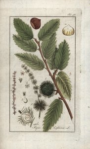 Kastanj (Castanea sativa). Litografi från "Afbeelding der Artseny-Gewassen" av Johannes Zorn (1739-1799), Nederländerna av Unbekannter Künstler