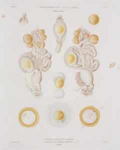 Hönsägg i äggledaren, c 1847-1859 av Unbekannt