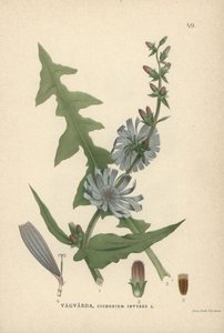 Cikoria, Cichorium intybus av Unbekannter Künstler
