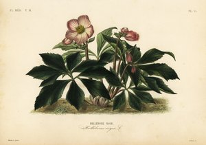 Julros eller svart hellebore, Helleborus niger, Hellebore noir av Unbekannt