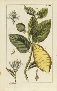 Citron visar frukt, blad och blommor, Citrus medica. av Unbekannter Künstler