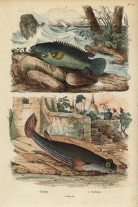 Klätterabborre, Anabas testudineus 1 och fyrögd fisk, Anableps anableps 2 av Unbekannt