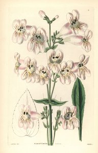 Penstemon med cobaea-blomma, Penstemon cobaea. Handkolorerat kopparstick av Weddell efter J. McNab från John Lindley och Robert Sweet