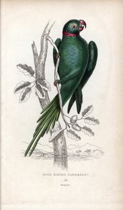 Halsbandsparakit, Psittacula krameri. Psittacus torquatus. Litografi av Joseph Kidd, baserad på en teckning av John Audubon, i Miscellany of Natural History: Parrots, Sir Thomas DiK Lauder and Captain Thomas Brown, utgiven i Edinburgh, Skottland, 1833. av Unbekannter Künstler